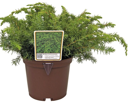 Genévrier rampant bleu en pot