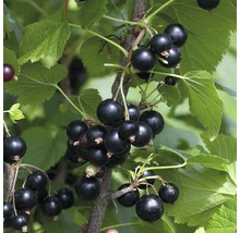 Grosseillier noir Hof:Obst Ribes nigrum 'Ben Tirran' ® h 30-40 cm Co 3,4 l-thumb-0