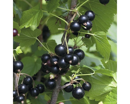 Grosseillier noir Hof:Obst Ribes nigrum 'Ben Tirran' ® h 30-40 cm Co 3,4 l-0
