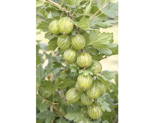Groseillier à maquereaux vert Hof:Obst Ribes uva-crispa 'Mucurines' H 30-40 cm Co 3,4 L
