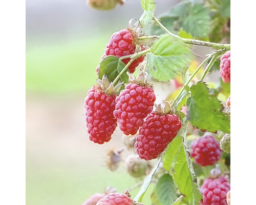 Bio Brombeere Taybeere Hof:Obst Rubus loganobaccus 'Tayberry'® H 30-40 cm Co 3,4 L
