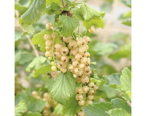 Bio Weiße Johannisbeere Hof:Obst Ribes rubrum 'Werdavia' H 30-40 cm Co 3,4 L Weisse Johannisbeeren an einem Strauch mit grünen Blättern