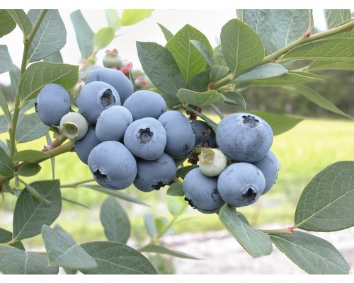 Myrtillier arbustif de jardin bio FloraSelf Bio Vaccinium corymbosum 'Bluegold' h 30-40 cm Co 3,4 l