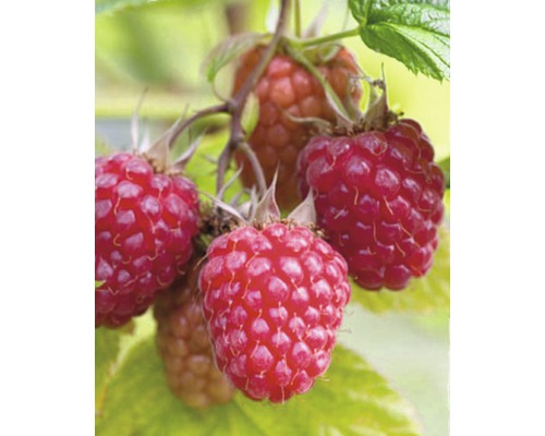 Framboisier automnale Hof:Obst Rubus idaeus 'Autumn Treasure' ® H 30-40 cm Co 3,4 l