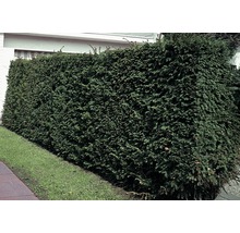 Dichte, grüne Hecke im Garten als Sichtschutz