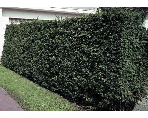 Dichte, grüne Hecke im Garten als Sichtschutz