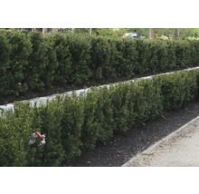 Reihe geschnittener Heckenpflanzen im Garten.