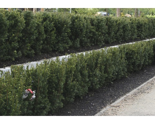 Reihe geschnittener Heckenpflanzen im Garten.