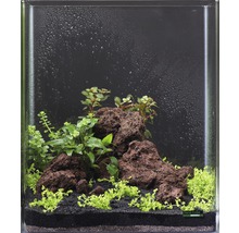 Pack de plantes aquatiques XS «Shrimp World» pour Nano Cube d'env. 30 l 5 pots