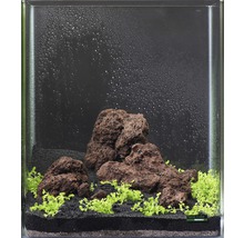 Pack de plantes aquatiques XS «Shrimp World» pour Nano Cube d'env. 30 l 5 pots