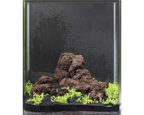 Pack de plantes aquatiques XS «Shrimp World» pour Nano Cube d'env. 30 l 5 pots