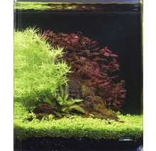 Pack de plantes aquatiques XS «Shrimp World» pour Nano Cube d'env. 30 l 5 pots