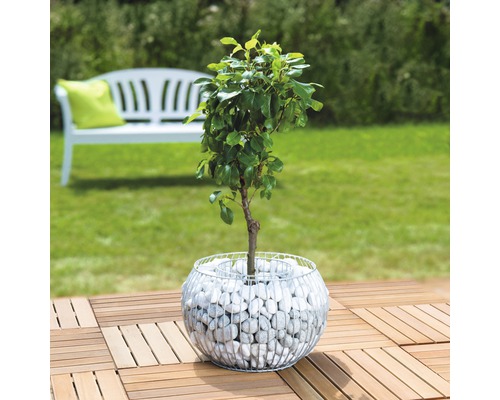 Arbre dans une jardinière en gabion sur une terrasse en bois avec un banc en arrière-plan