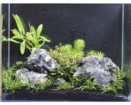 Pack de plantes aquatiques S «Green Mountain» pour auqarium d'env. 55 l 10 pots