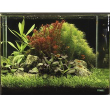 Aquarien-Wasserpflanzenpaket S "Green Mountain" für ca. 55 l Aquarium 10 Töpfe