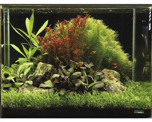 Aquarium mit Pflanzen, Steinen und Fischen