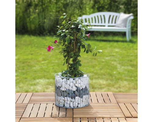Plante dans un panier en fil de fer avec des pierres sur un sol en bois dans le jardin.