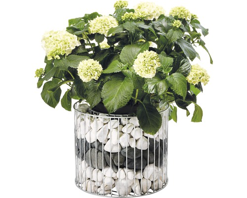 Hortensia dans un pot de fleurs avec des pierres