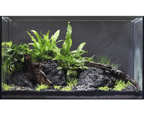 Pack de plantes aquatiques M «Guppy Tank» pour aquarium d'env. 60