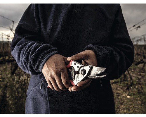 Person hält Gartenschere im Weinberg