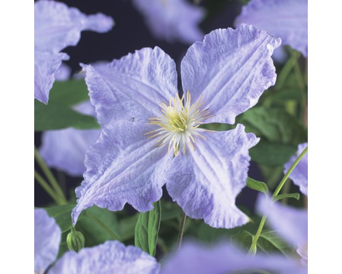 Waldrebe FloraSelf Clematis 'Blue Angel' H 50-70 cm Co 2,3 L Waldrebe FloraSelf Clematis 'Blue Angel' H 50-70 cm Co 2,3 L