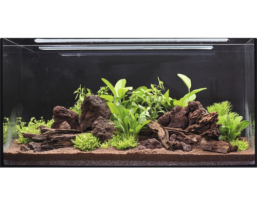 Pack de plantes aquatiques L «Wild Jungle» pour aquarium d'env. 80 l 15 pots Aquarium décoré de pierres, de bois et de plantes