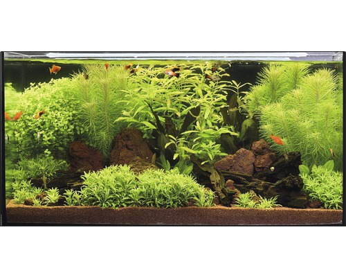 Pack de plantes aquatiques L «Wild Jungle» pour aquarium d'env. 80 l 15 pots