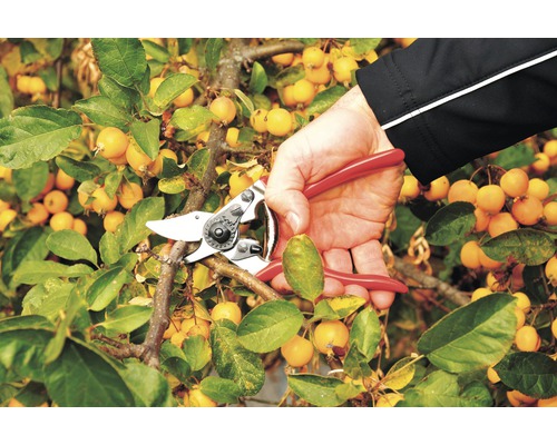 Gartenarbeit: Hand schneidet Ast mit einer Gartenschere