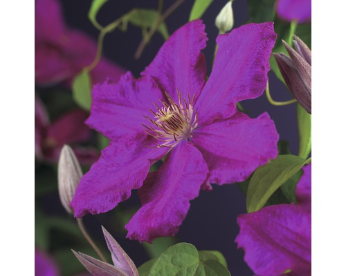 Clématite à grosses fleurs FloraSelf Clematis Hybride 'Ernest Markham' H 50-70 cm Co 2,3 L