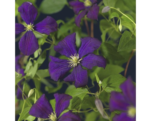 Clématite italienne FloraSelf Clematis viticella 'Etoile Violette' H 50-70 cm Co 2,3 L-0