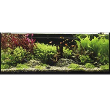 Aquarien-Wasserpflanzenpaket XL "Colors of Nature" für 100 l Aquarium 20 Töpfe