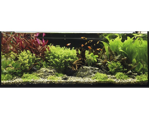 Pack de plantes aquatiques XL «Colors of Nature» pour aquarium de 100 l 20 pots