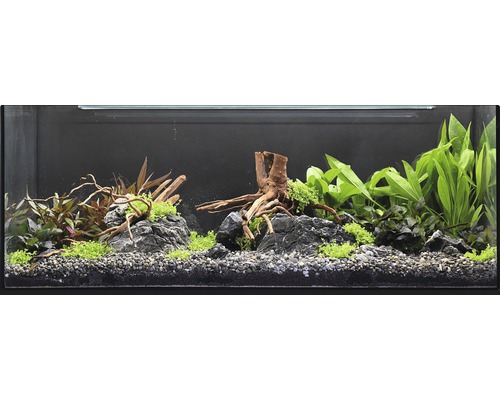 Aquarium aménagé avec plantes, pierres et décorations en bois flotté