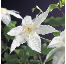 Nahaufnahme einer weißen Clematisblüte mit grünen Blättern
