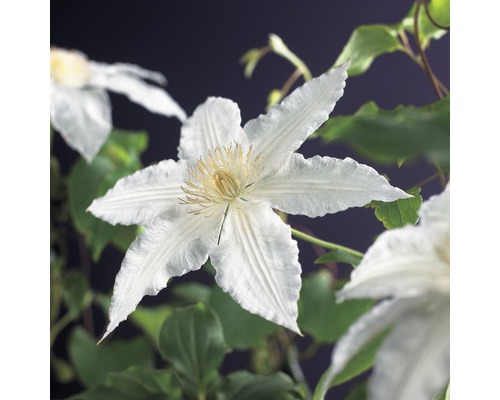 Waldrebe FloraSelf Clematis 'Gladys Picard' 53-70 cm