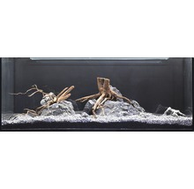 Aquarien-Wasserpflanzenpaket XL "Colors of Nature" für 100 l Aquarium 20 Töpfe