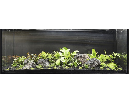 Aquarium aménagé avec pierres et plantes