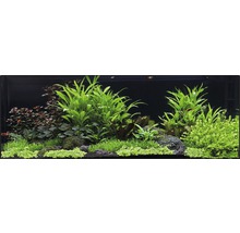 Pack de plantes aquatiques XXL «Hygrophilia Creek» pour aquarium de 120 l 25 pots-thumb-0