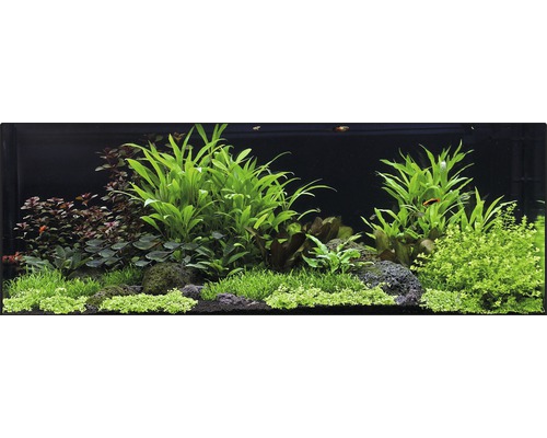 Pack de plantes aquatiques XXL «Hygrophilia Creek» pour aquarium de 120 l 25 pots-0