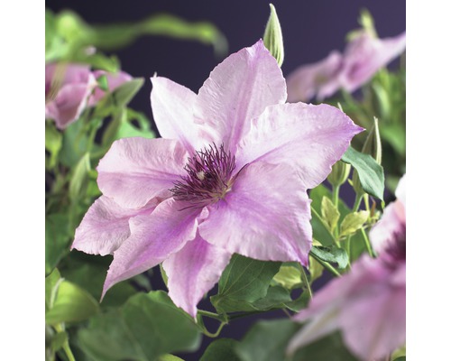 Clématite FloraSelf Clematis 'Pink Fantasy' 53-70 cm