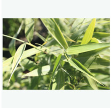 Bambou de jardin Fargesia murielae 'Panda' H 60-80 cm Co 6 L-thumb-1