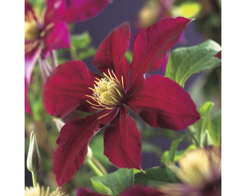 Großblumige Waldrebe FloraSelf Clematis Hybride 'Niobe' H 50-70 cm Co 2,3 L