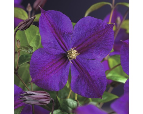 Clématite FloraSelf Clematis 'Star of India' 53-70 cm Clématite FloraSelf Clematis 'Star of India' 53-70 cm
