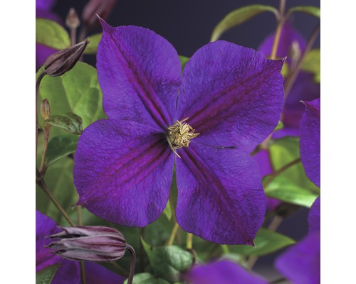 Clématite FloraSelf Clematis 'Star of India' 53-70 cm