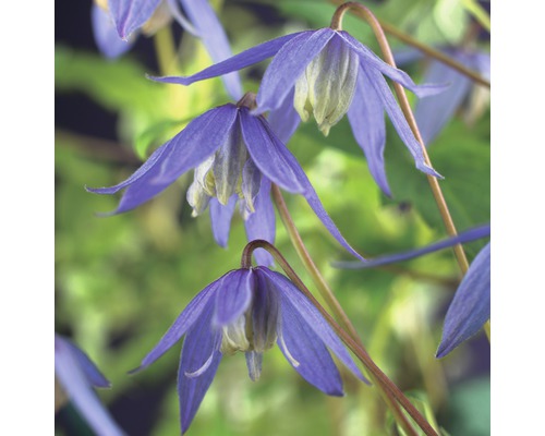 Waldrebe FloraSelf Clematis alpina 50-70 cm