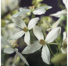 Nahaufnahme von blühenden Clematis Blüten.