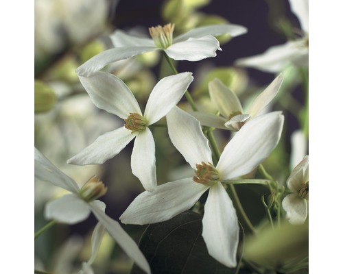 Clématite à feuilles persistantes Clematis armandii Co 2,3l Gros plan sur des fleurs de clématite en fleurs.