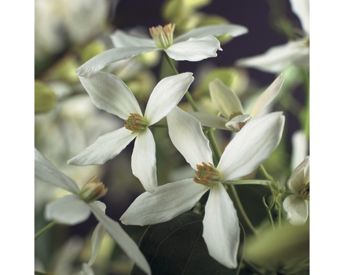 Waldrebe immergrün Clematis armandii Co 2,3l