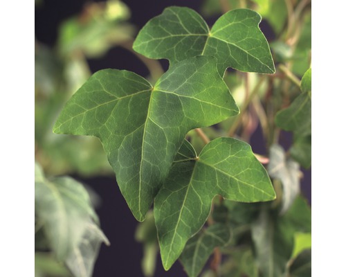 Lierre FloraSelf Hedera helix H 50-70 cm Co 2,3 L Gros plan de feuilles de lierre