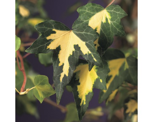 Lierre FloraSelf Hedera helix 'Goldheart' 53-70 cm Co